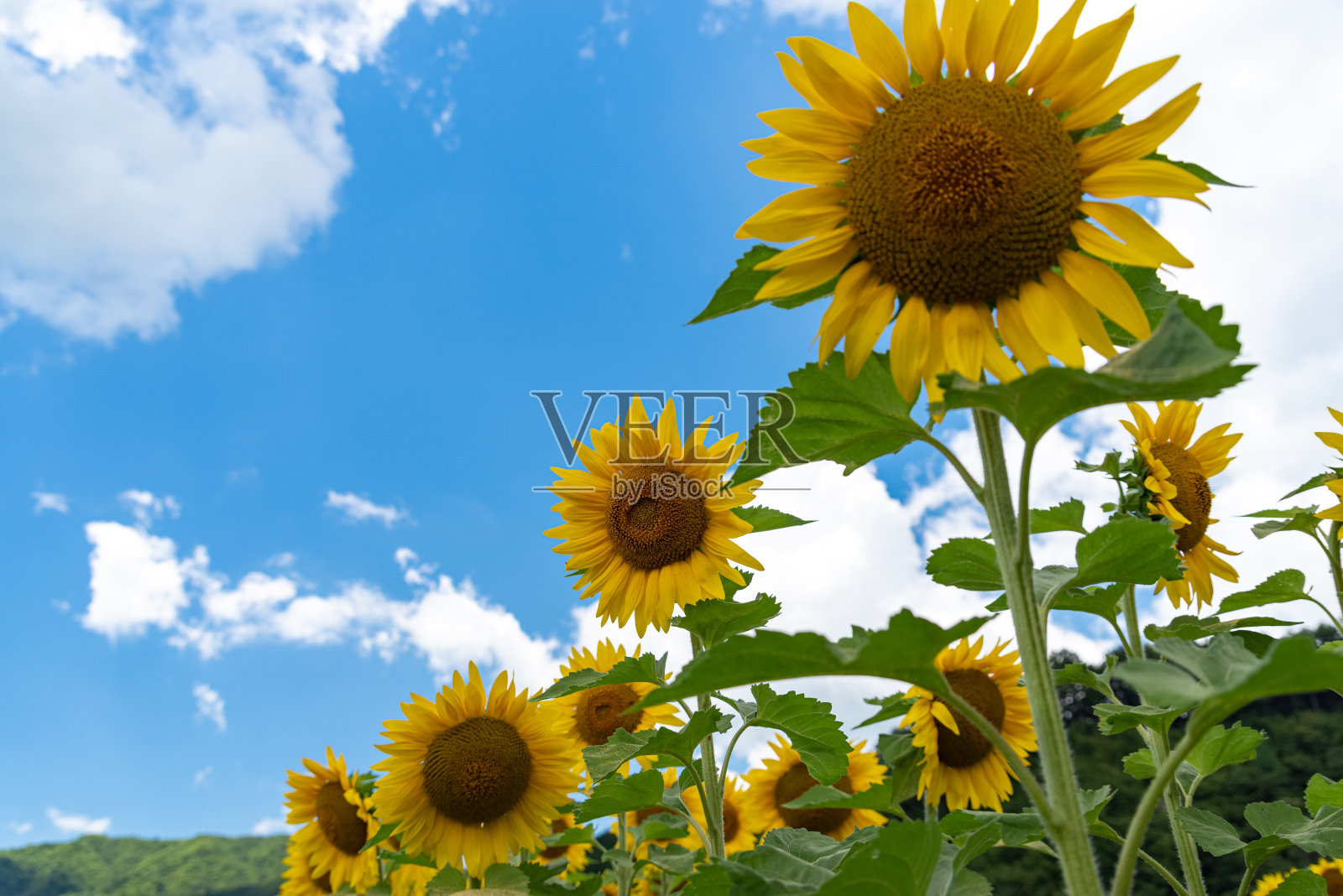 蓝天和向日葵照片摄影图片