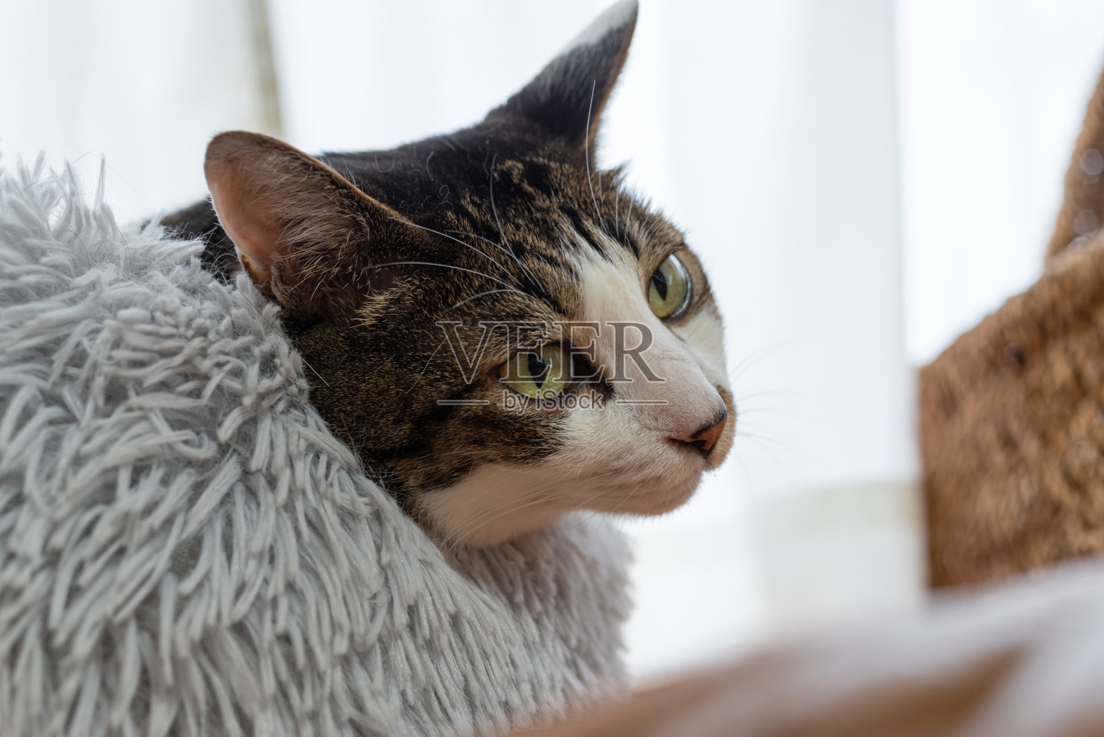 盯着猫照片摄影图片