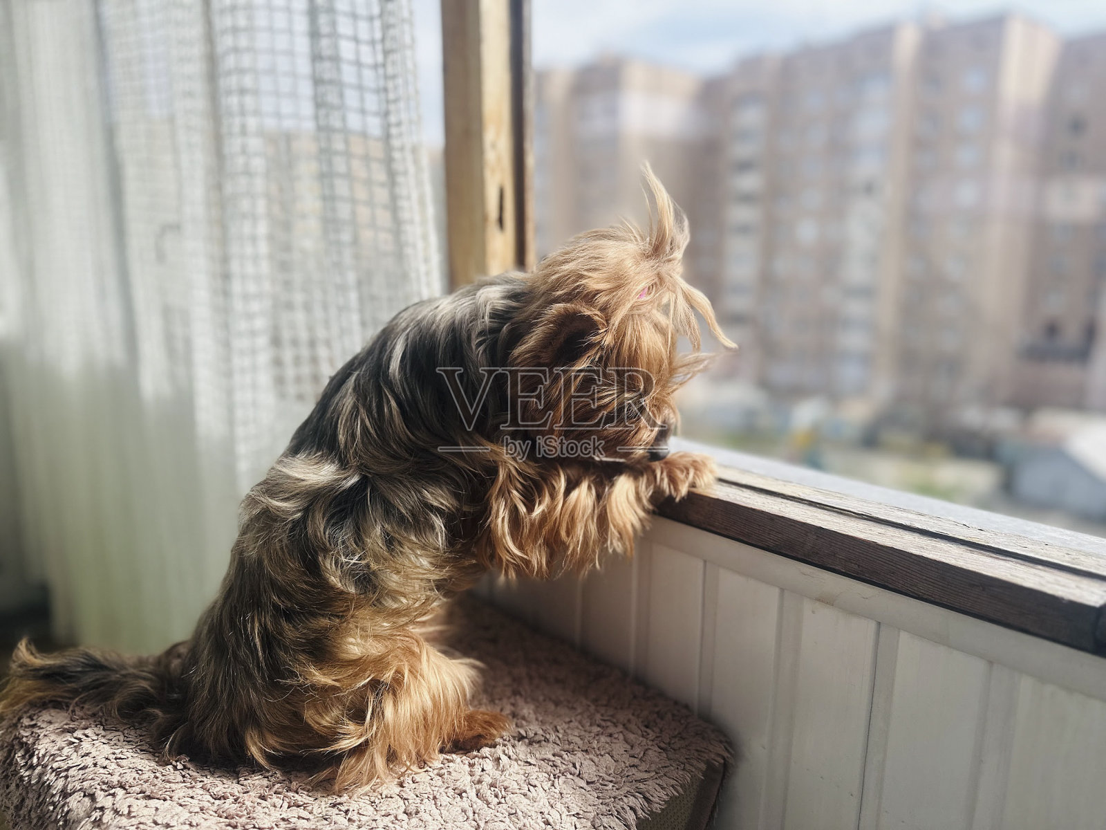 乌克兰——一只可爱的约克郡梗犬望着窗外的阳台。照片摄影图片