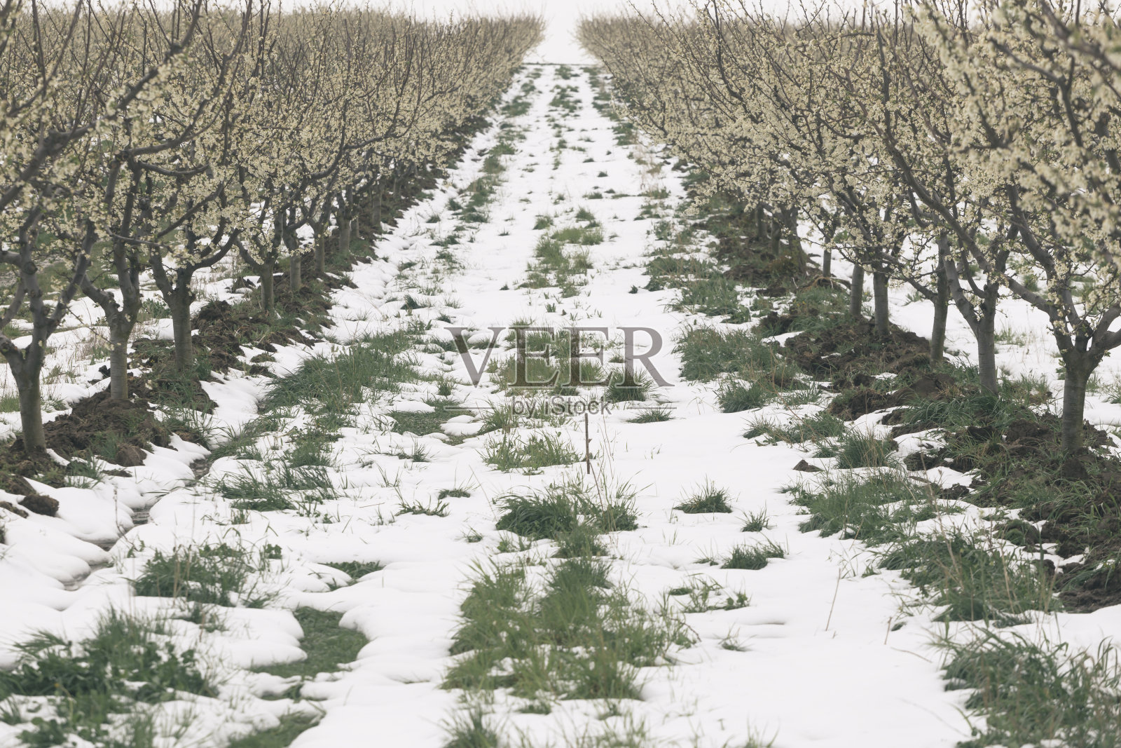 农作物在春季因低温而受损照片摄影图片