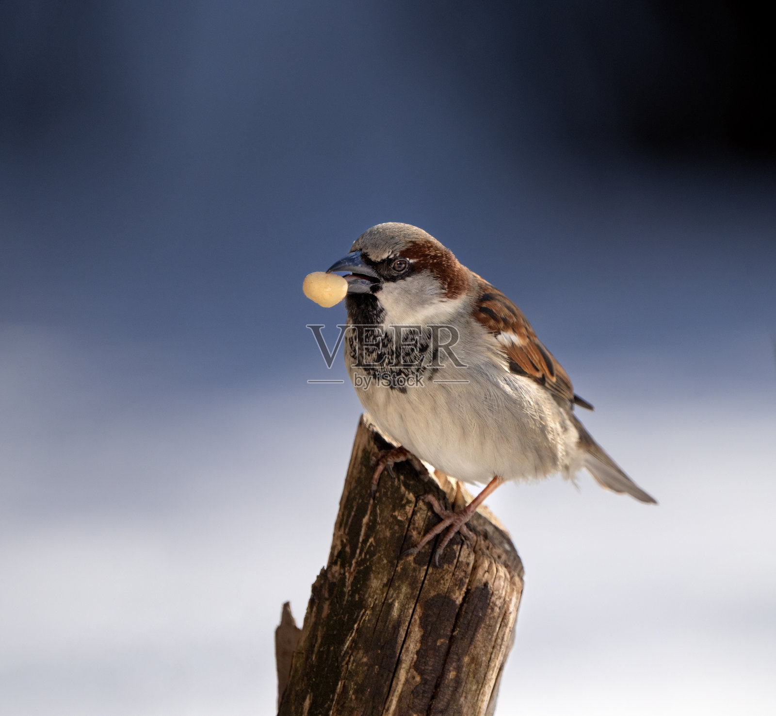 停在树桩上的麻雀，挪威奥斯陆照片摄影图片