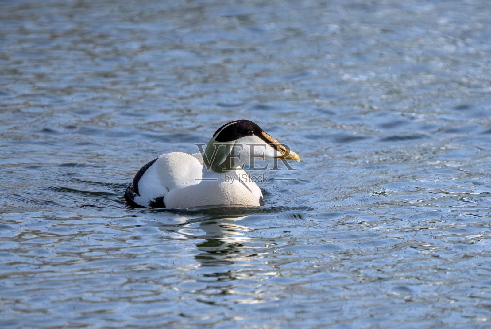 产自挪威奥斯陆的羽绒鸭照片摄影图片