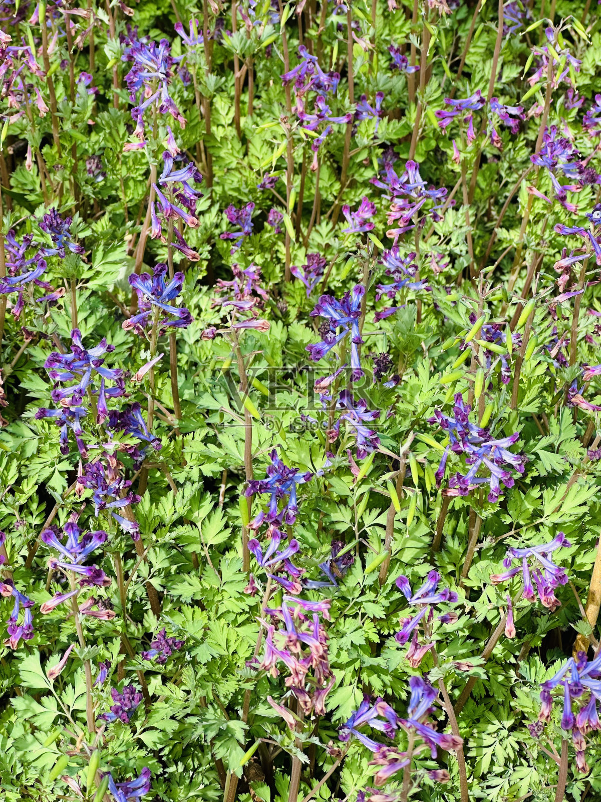 紫堇属之植物照片摄影图片