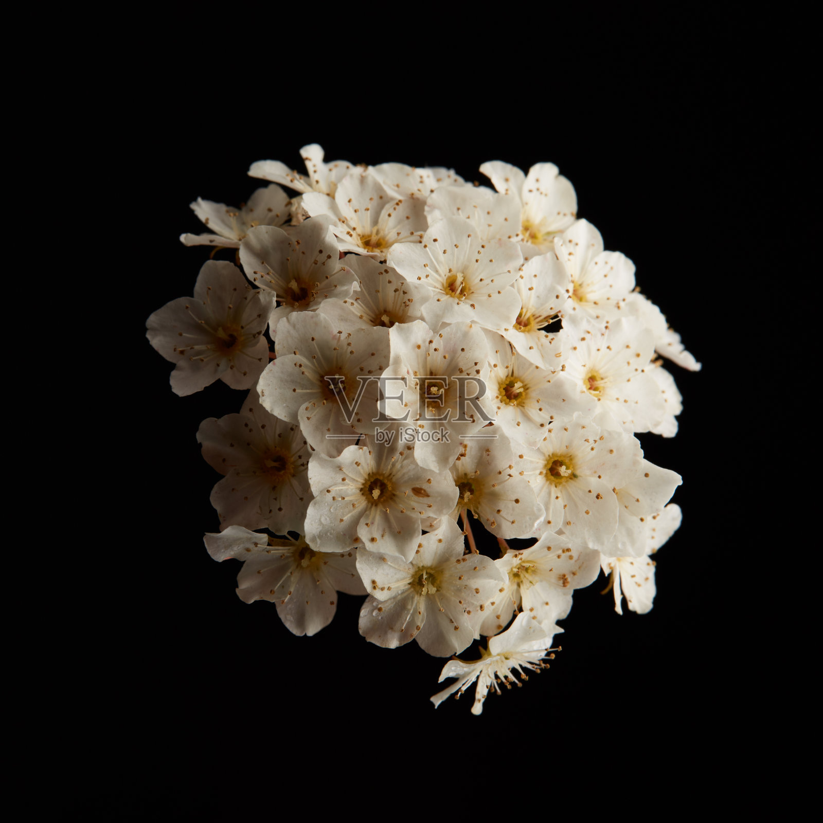 黑色背景下的一束鲜花照片摄影图片