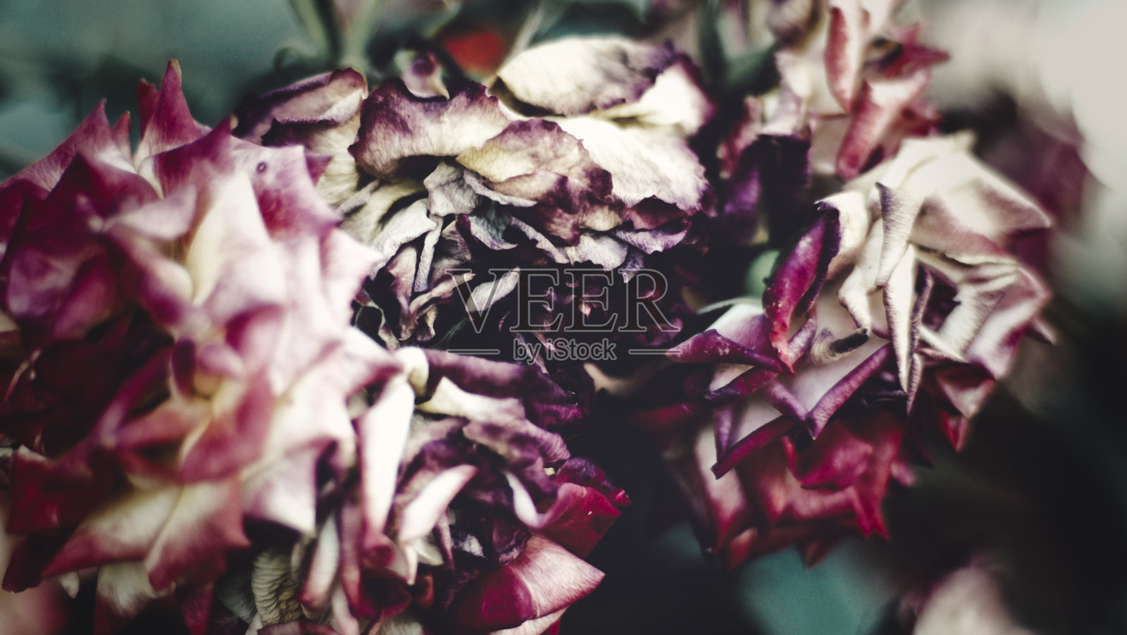 枯萎的玫瑰，花瓣红白相间照片摄影图片