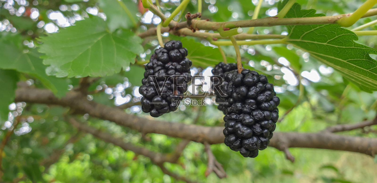 一棵黑桑树的发芽和萌芽的特写照片摄影图片