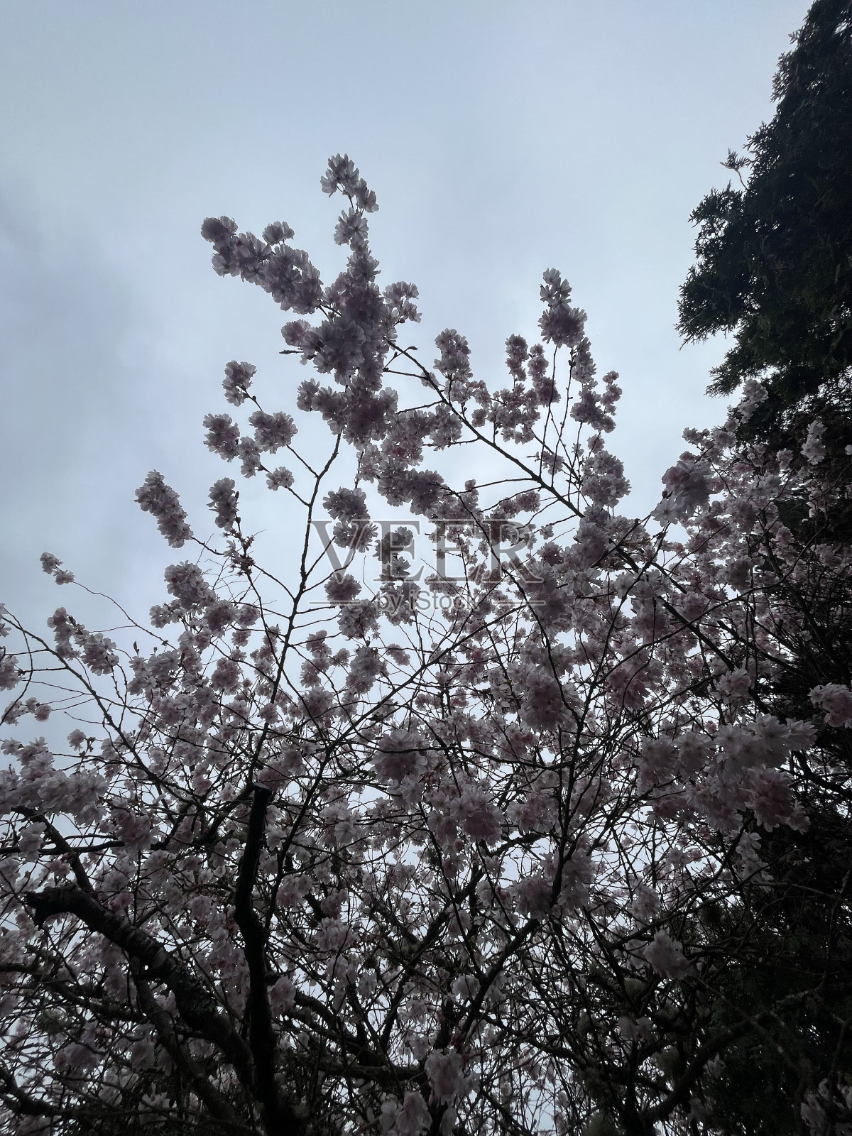 樱花照片摄影图片