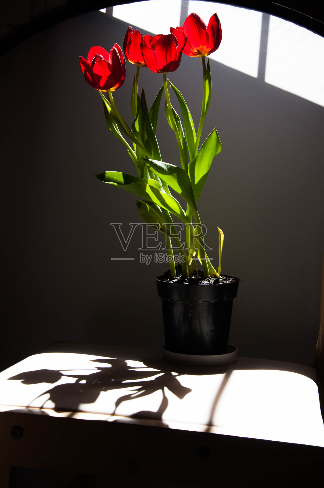 花园里有美丽娇嫩的花照片摄影图片