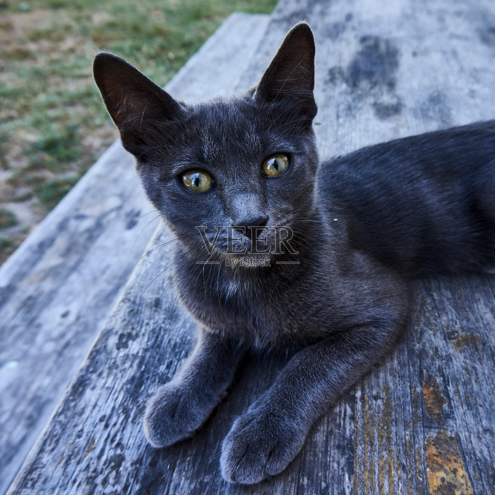 猫的肖像照片摄影图片