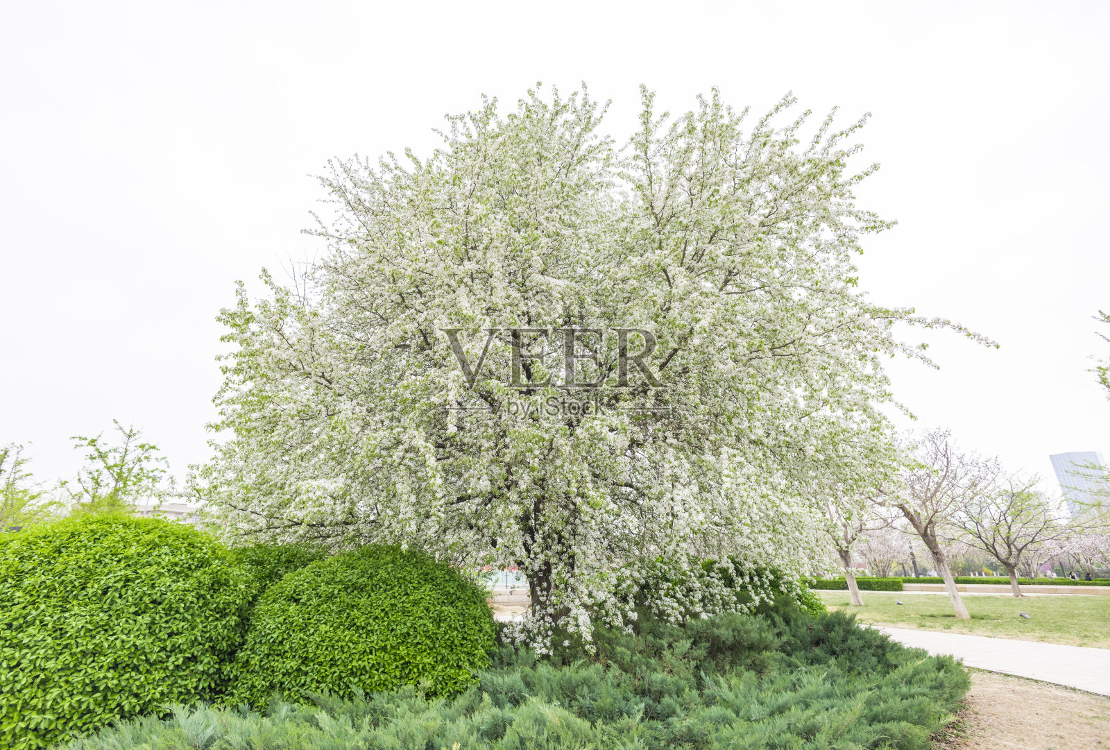 开满了花的梨树照片摄影图片