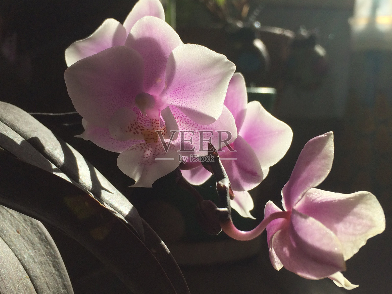 兰花照片摄影图片