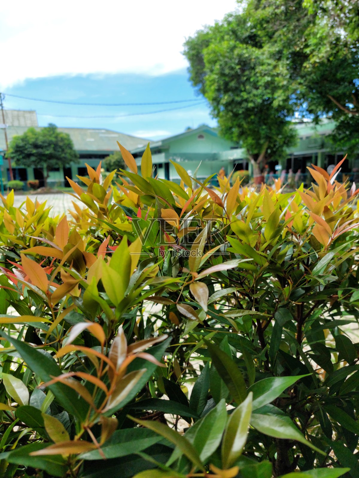 植物照片摄影图片