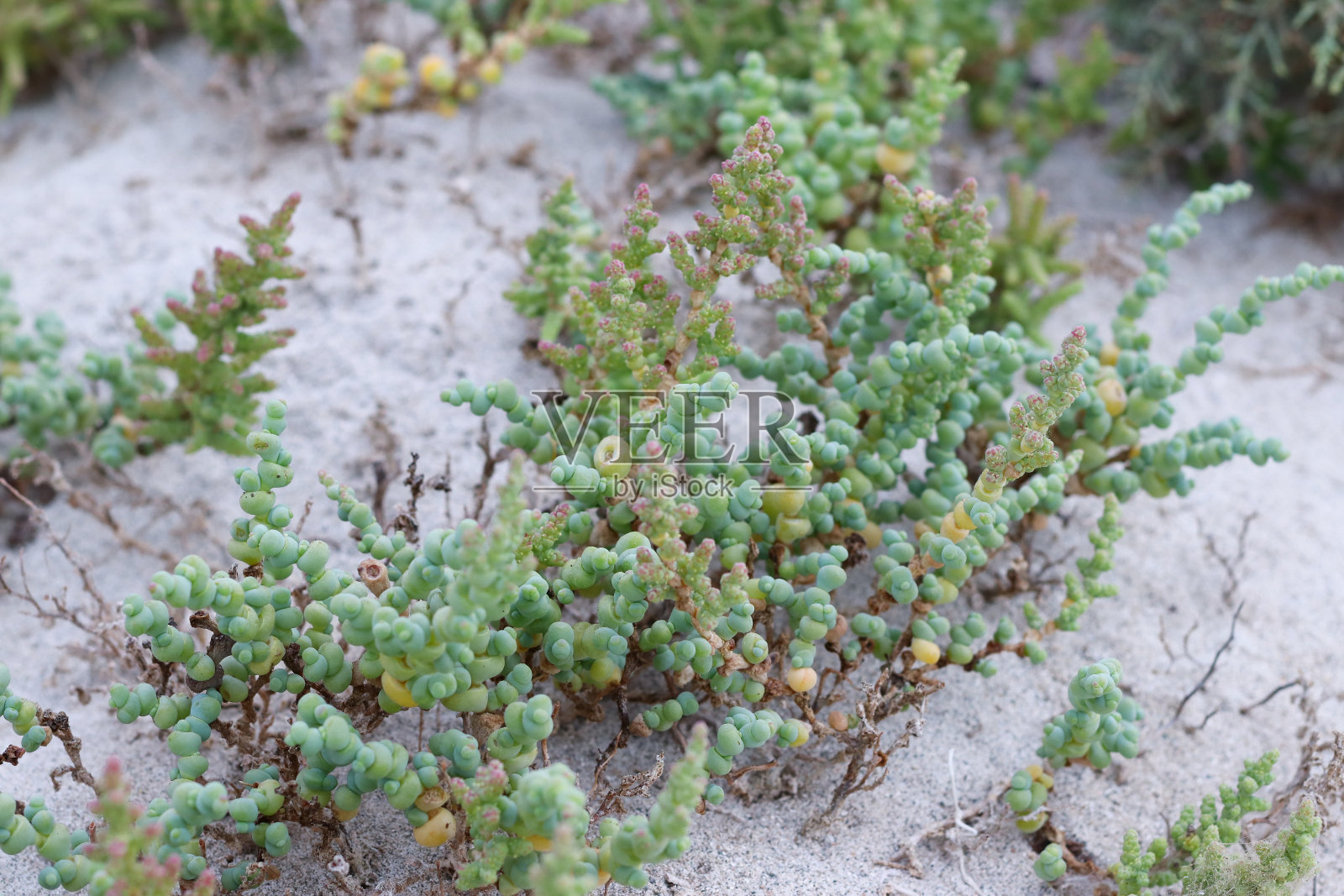 阿曼的马西拉岛。荒岛的景观和细节。粗糙的沙子和气候，大海和炎热的天气。照片摄影图片