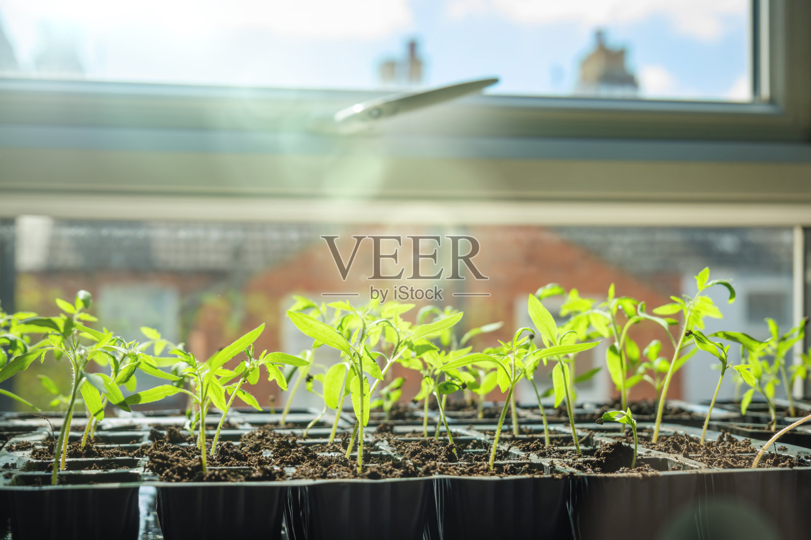 在英国英格兰的家庭苗圃中生长的番茄幼苗照片摄影图片