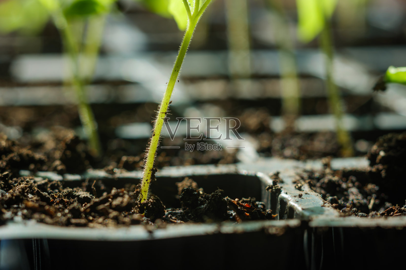 在英国英格兰的家庭苗圃中生长的番茄幼苗照片摄影图片