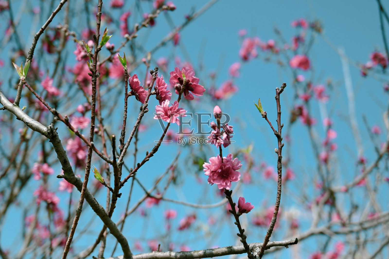 春天的花照片摄影图片