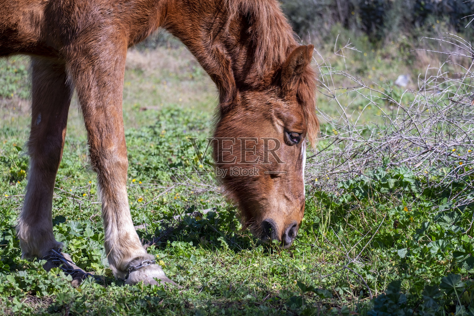 美丽的红马在草地上吃草，前腿被绑着或用链子捆着照片摄影图片