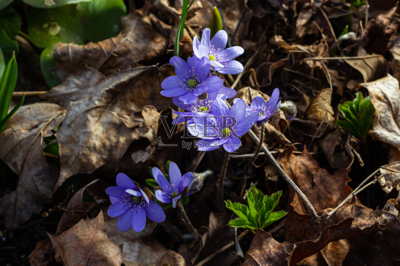 美丽的微距镜头，第一朵野花大蓝肝在早春的干燥树叶中开始绽放照片摄影图片