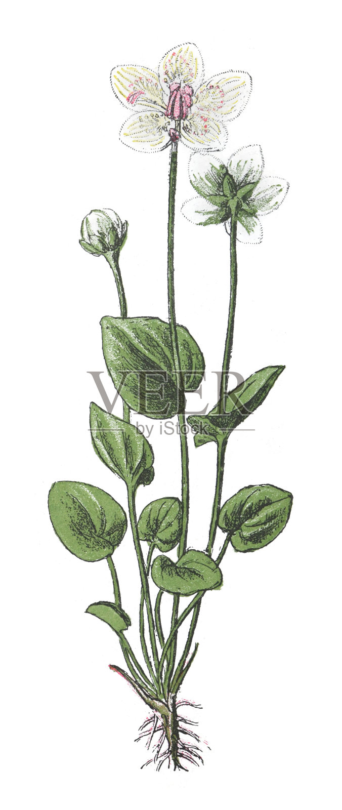 帕纳萨斯的沼泽草或北部的帕纳萨斯草(帕纳萨斯帕拉斯)-老式的彩色插图孤立在白色背景上插画图片素材