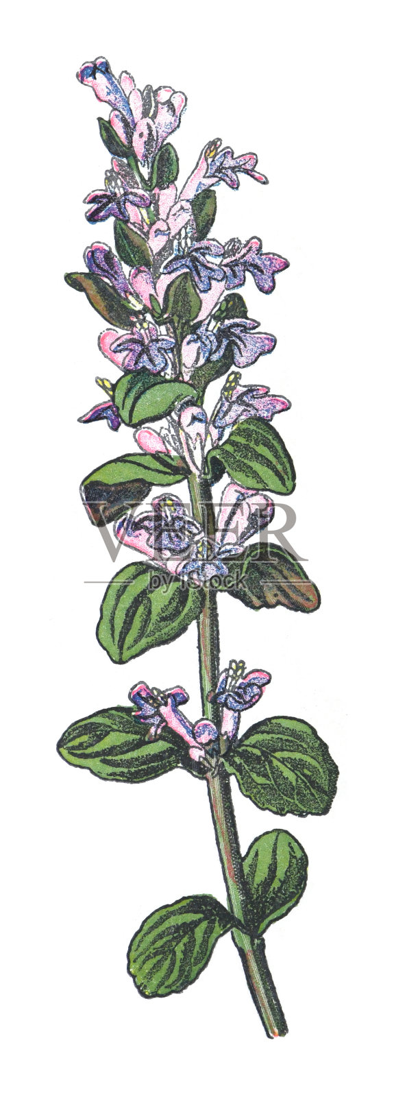 蓝色号角，大喇叭草或大喇叭草(Ajuga reptans) -老式彩色插图孤立在白色背景上插画图片素材