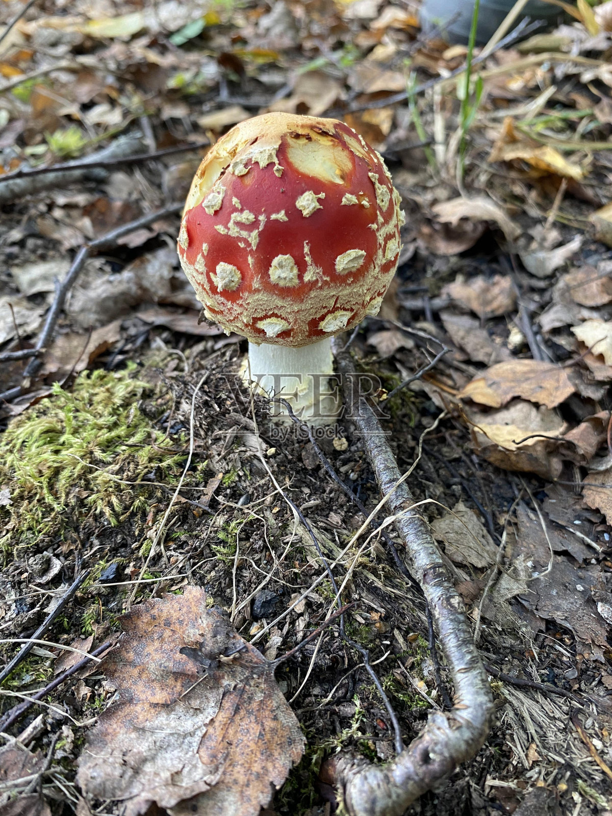Fly agaric (lat. Amaníta) - a genus of agaric mushrooms照片摄影图片