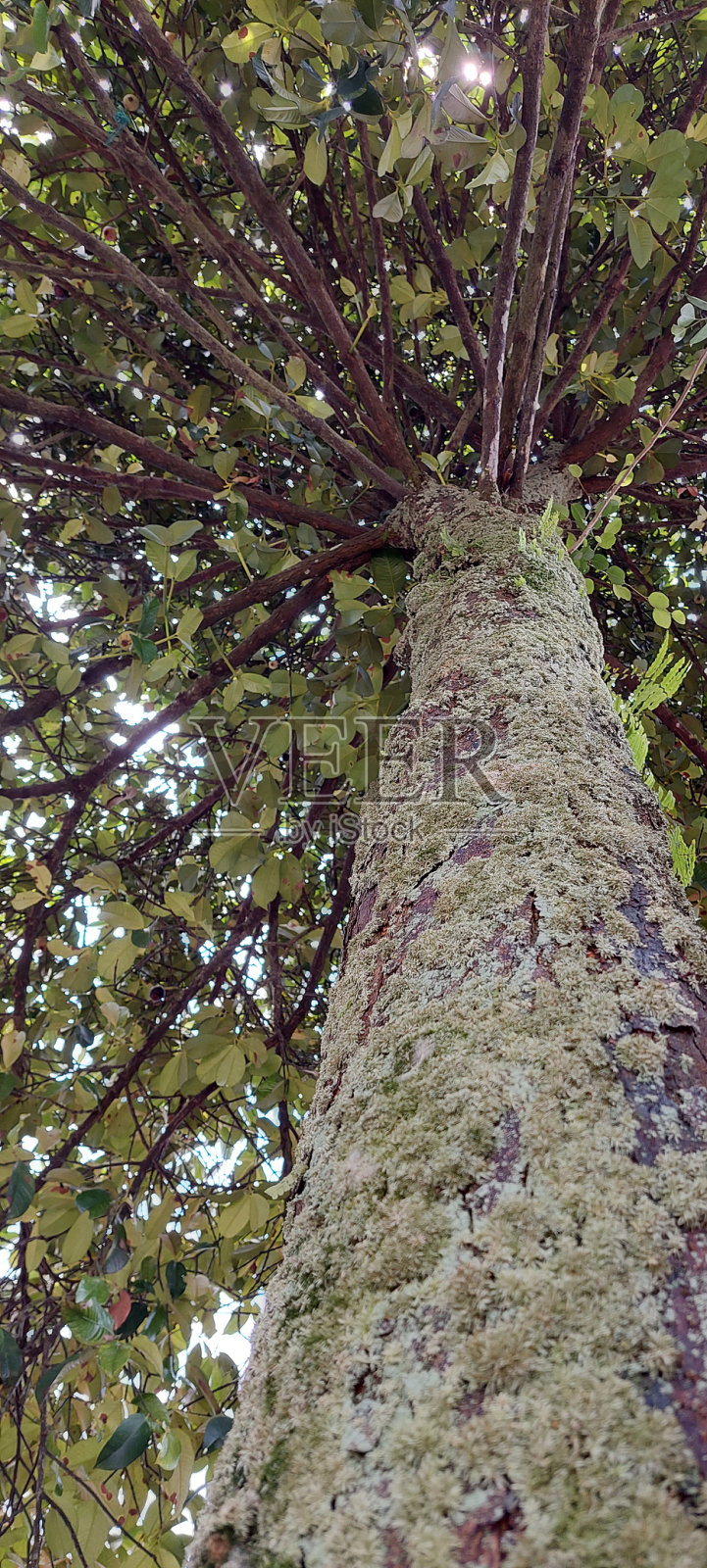 树干照片摄影图片