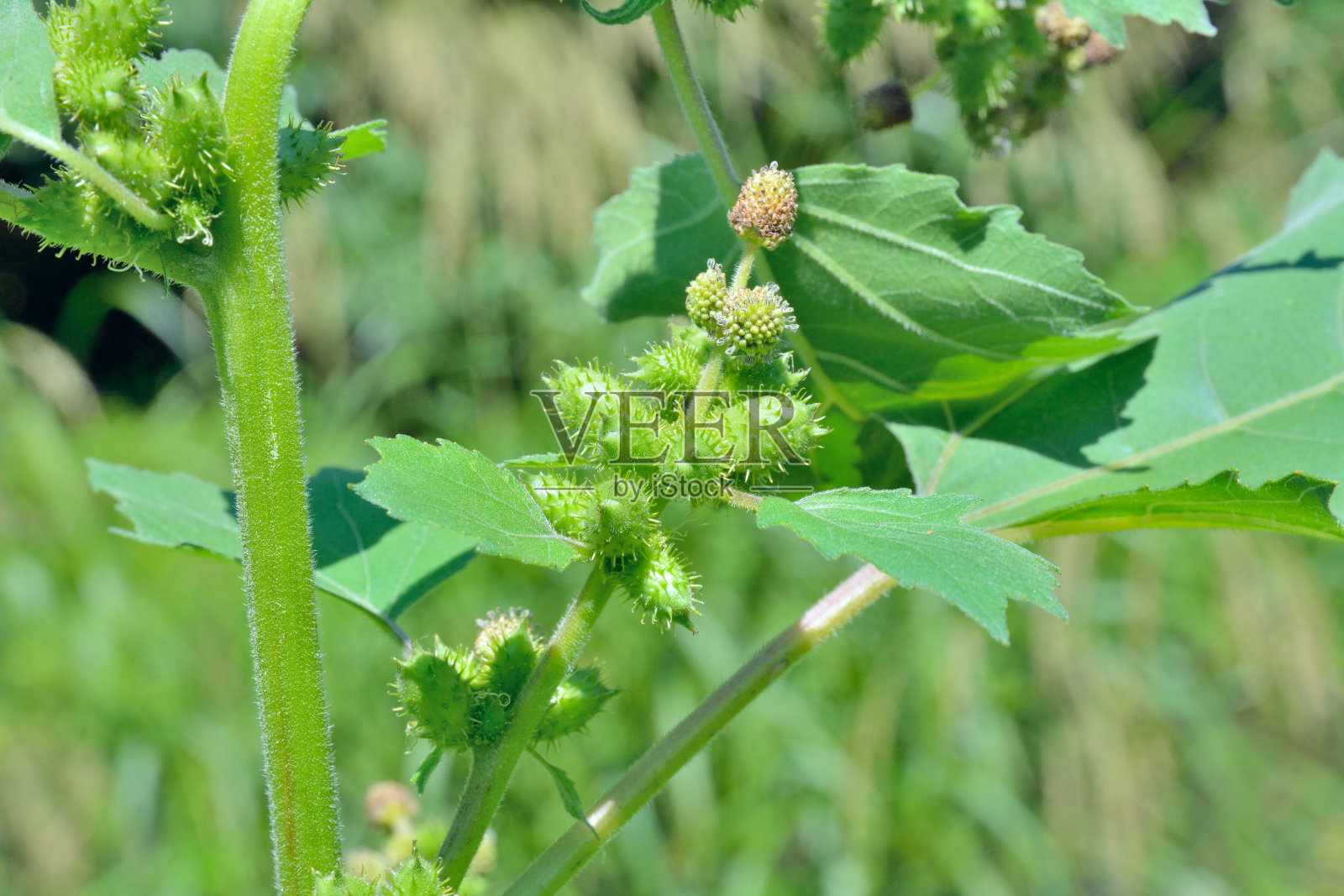 植物黄芥（黄芥）照片摄影图片