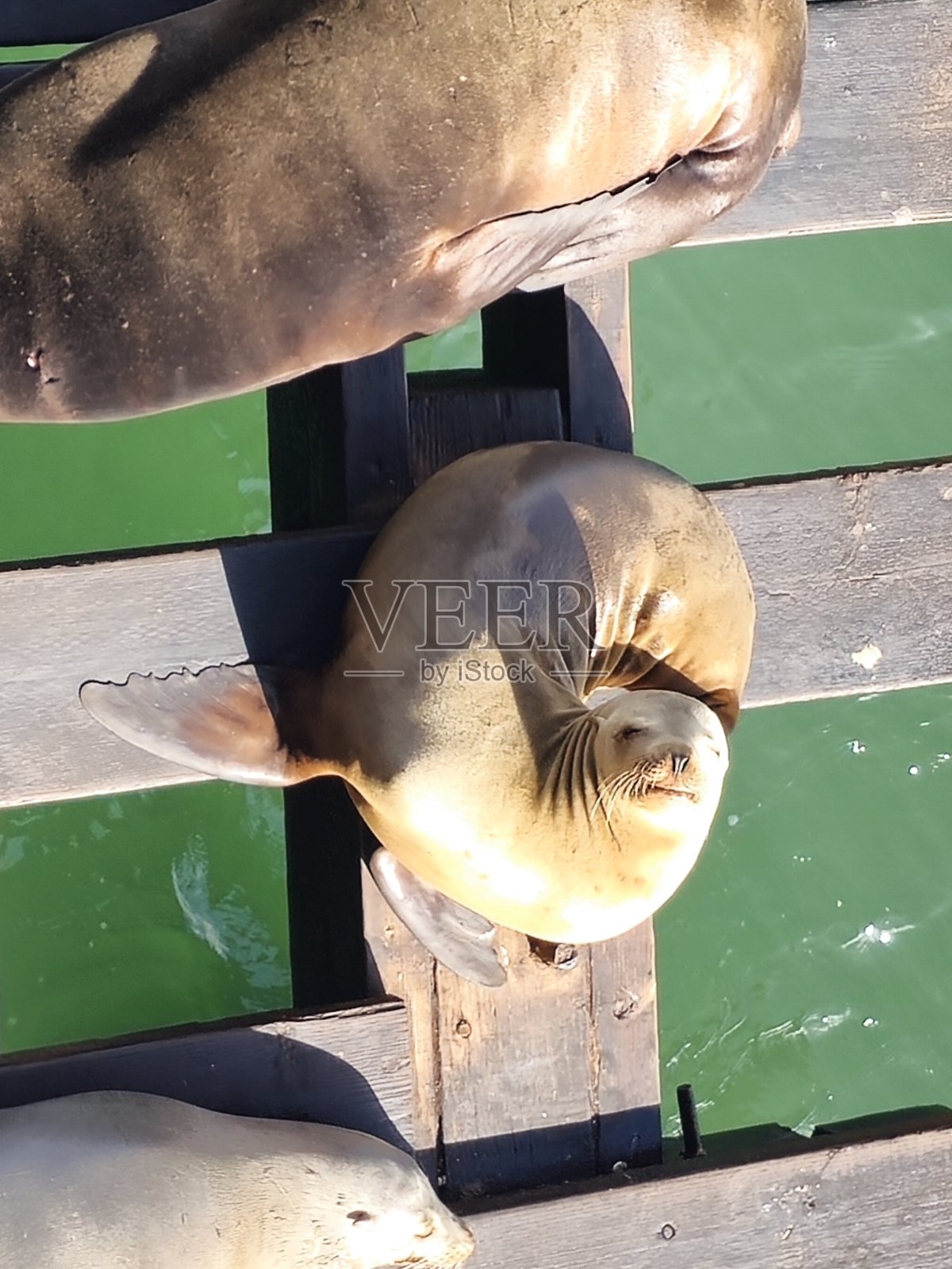 海狮日光浴照片摄影图片