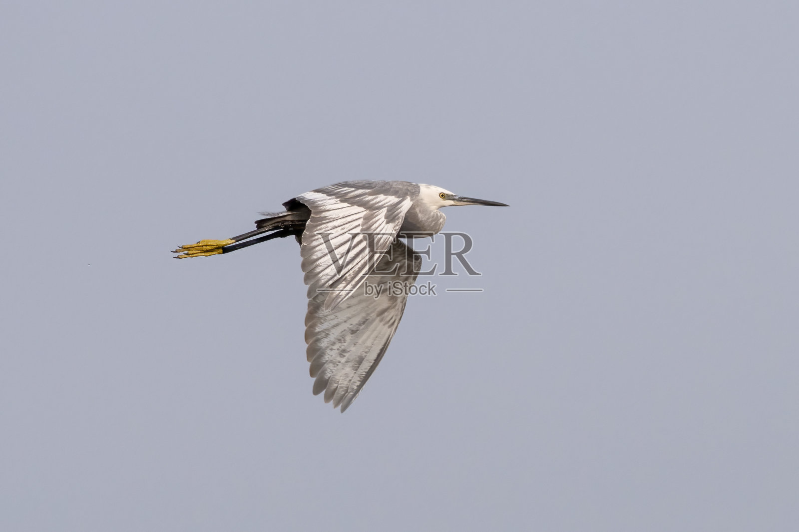 在印度古吉拉特邦纳尔萨罗瓦附近观察到的西部礁鹭照片摄影图片
