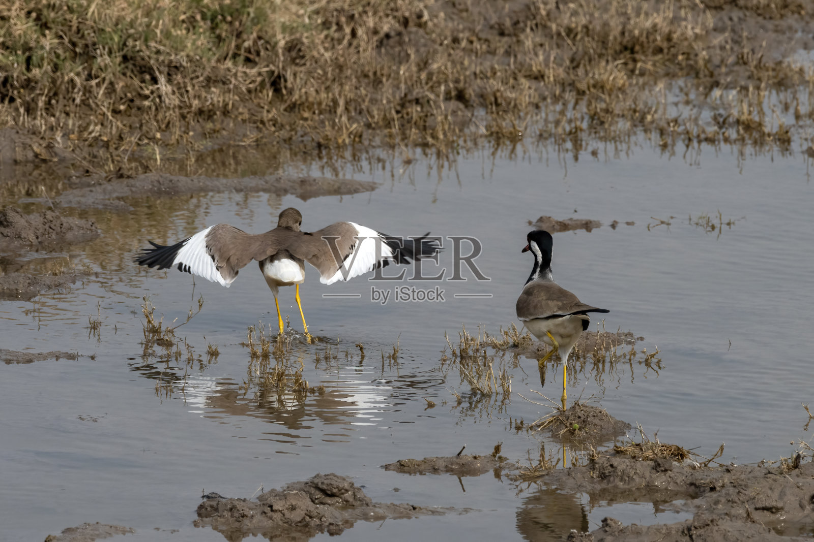 在古吉拉特邦纳尔萨罗瓦尔附近观察到的白尾田凫照片摄影图片