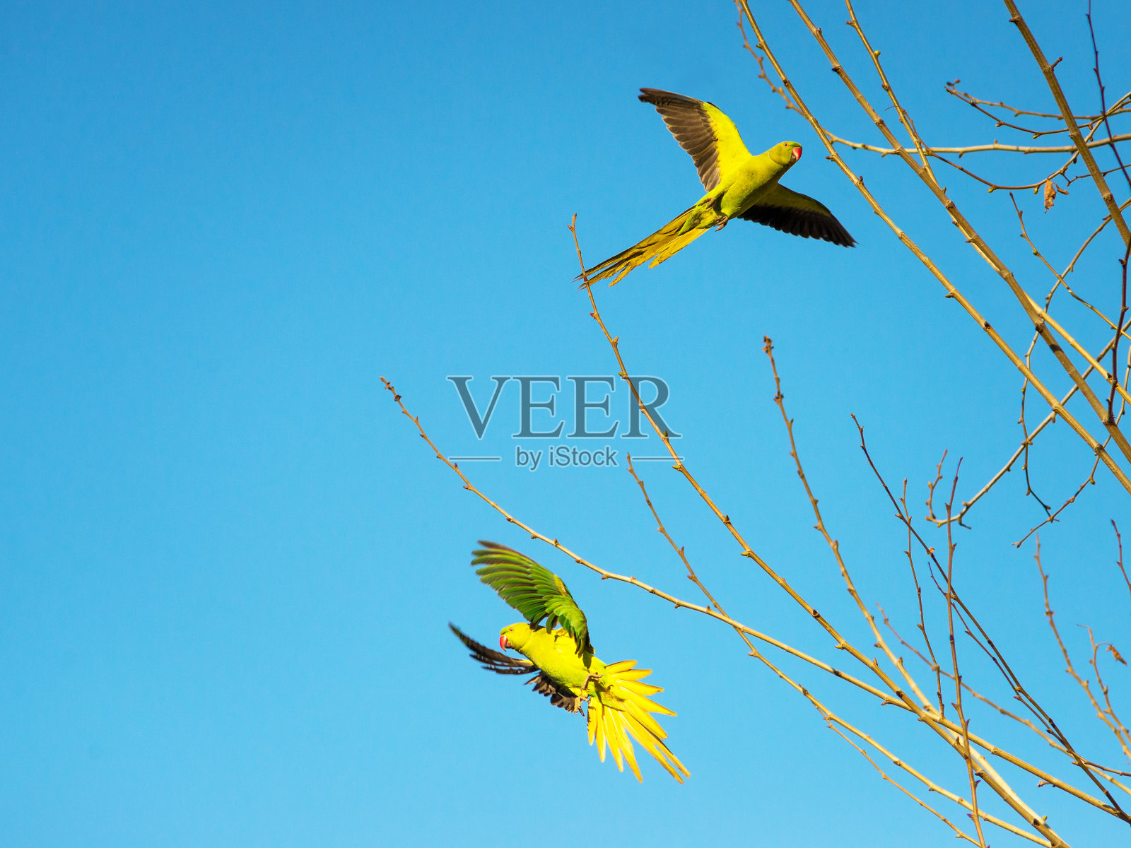 绿色长尾小鹦鹉夫妇在罗马飞行照片摄影图片