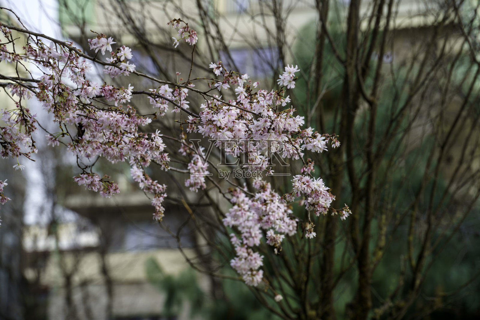 米兰三月的花树照片摄影图片