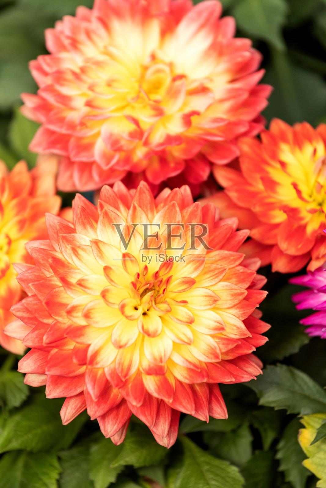 盛开的大丽花照片摄影图片