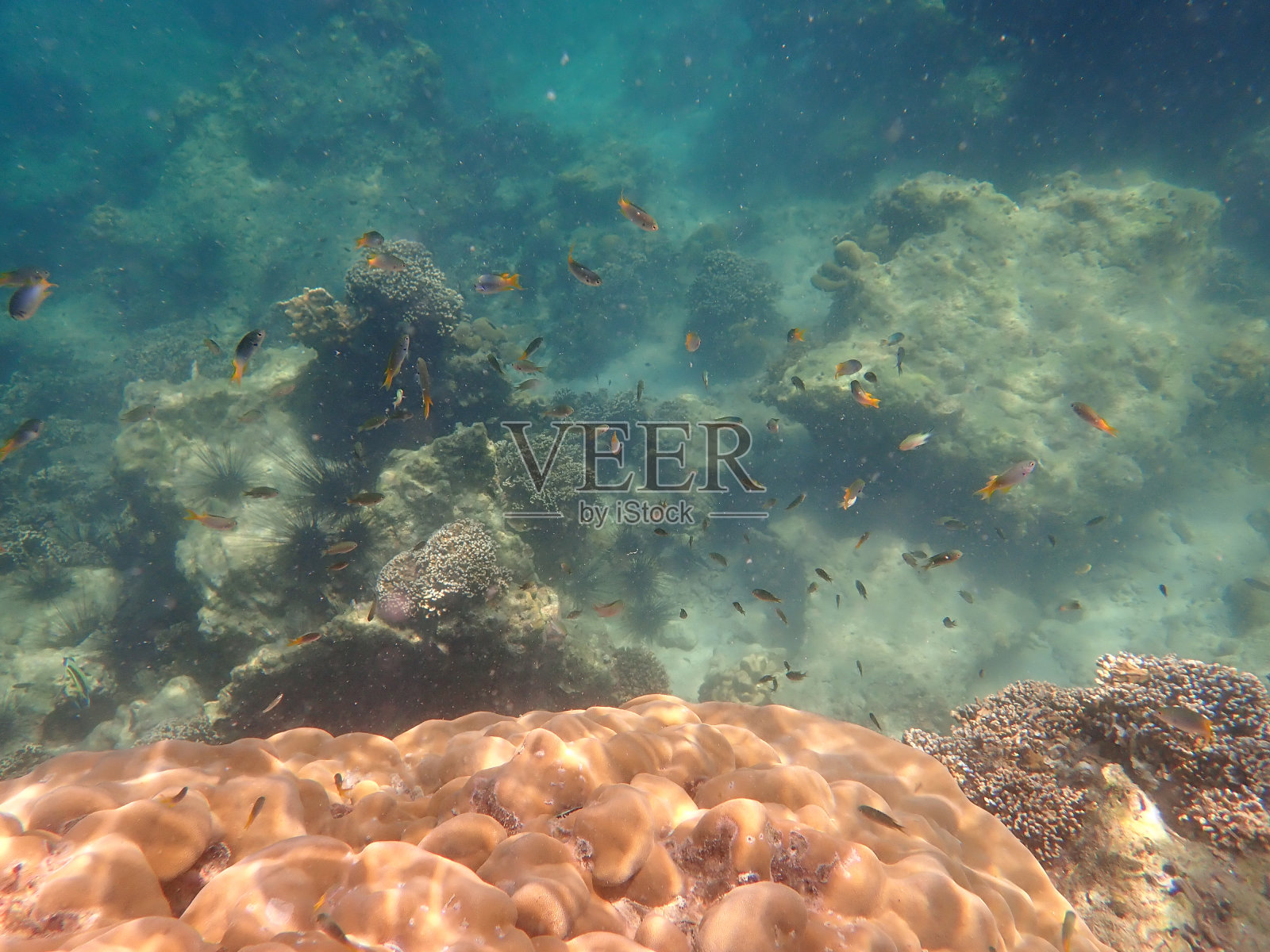 克拉丹岛的鱼照片摄影图片