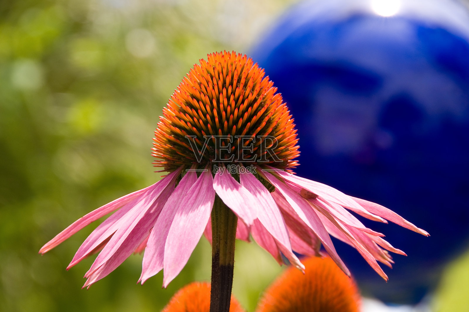 紫锥菊在蓝球前照片摄影图片