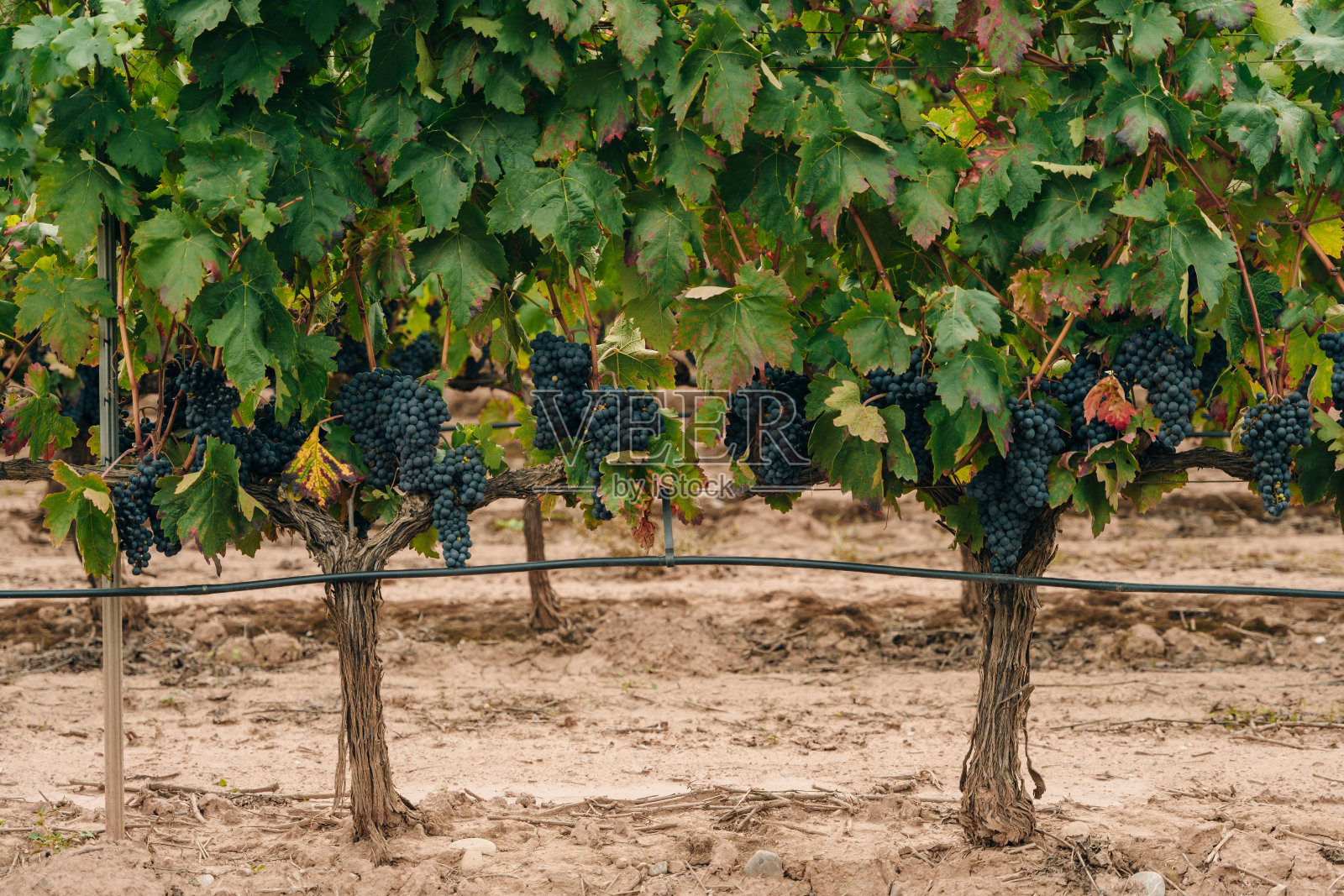 在西班牙的一个葡萄园里，准备收割的红葡萄照片摄影图片