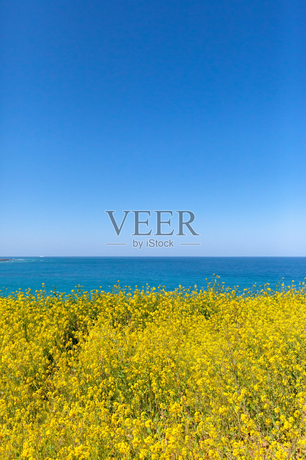 美丽的油菜花图像照片摄影图片