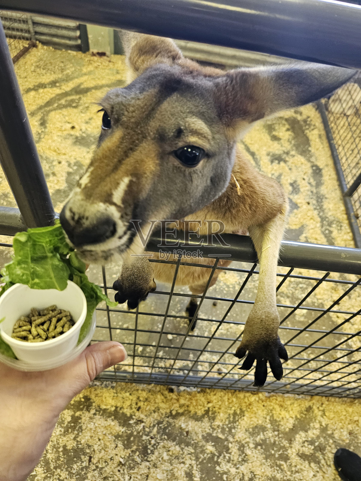 宠物动物园图片照片摄影图片