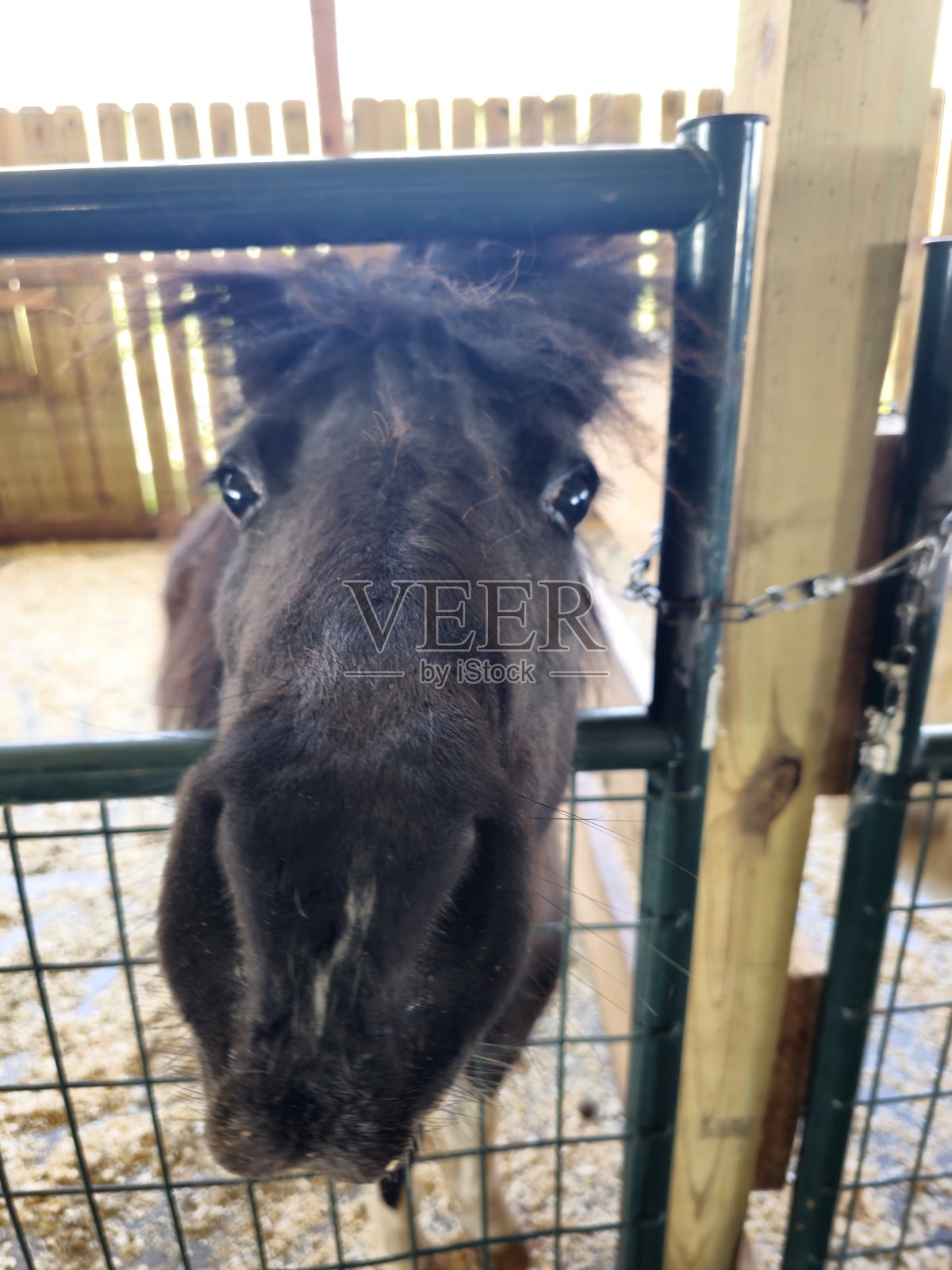 宠物动物园图片照片摄影图片