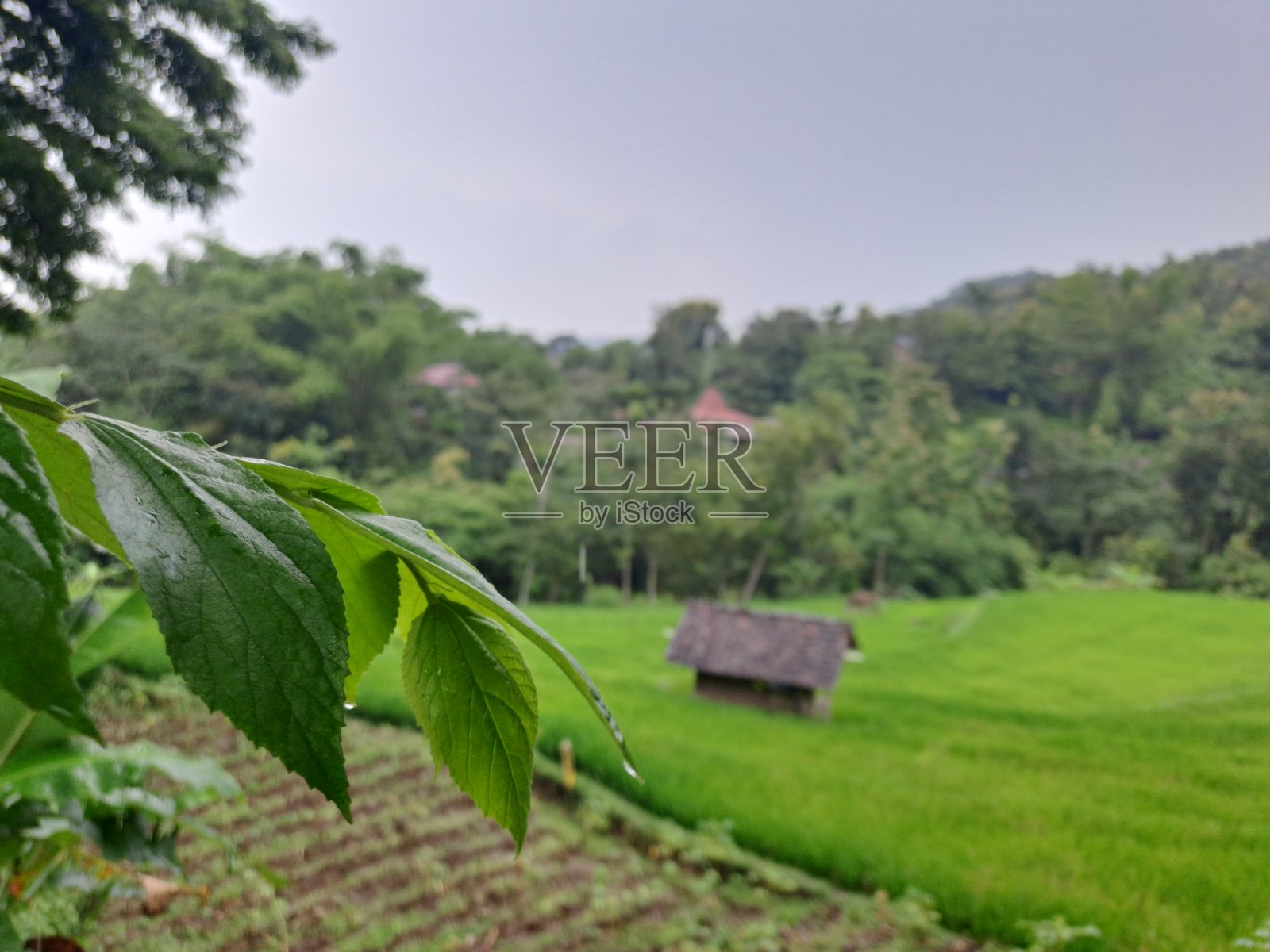 绿色的稻田上的绿色照片摄影图片