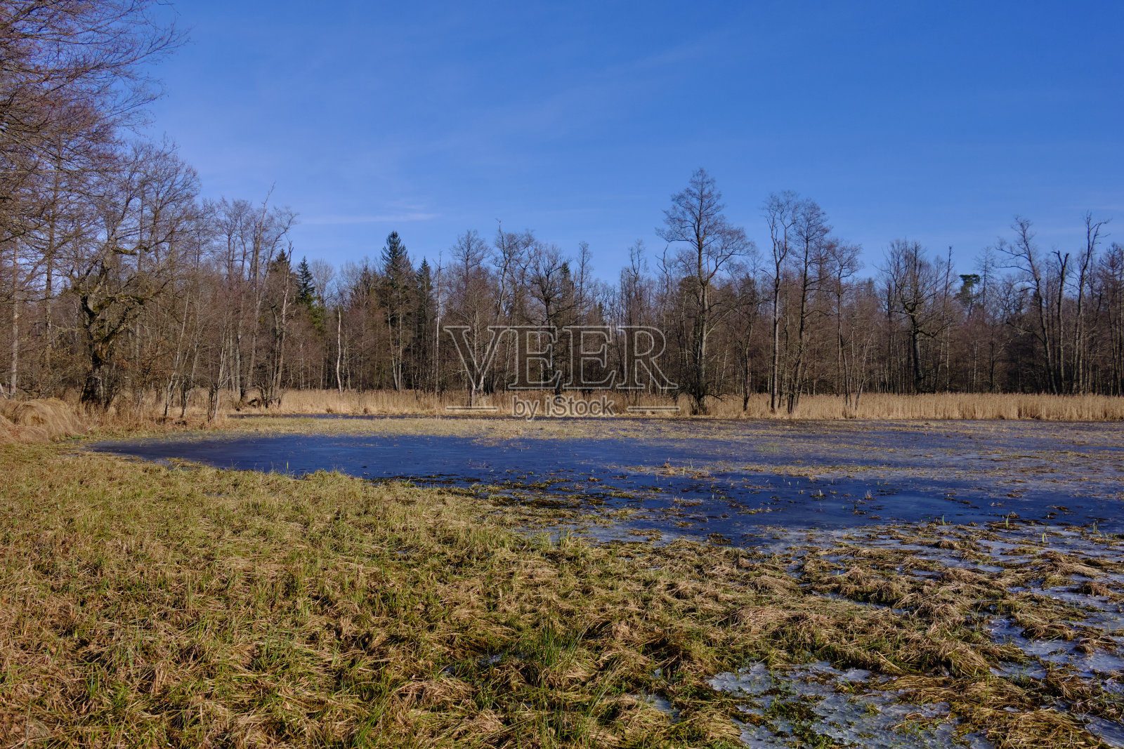 部分冰冻草地照片摄影图片