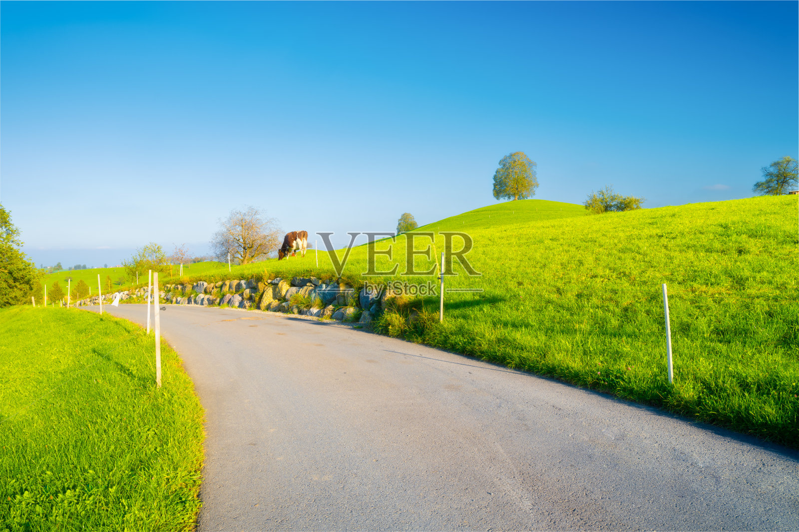 瑞士的乡村。路。山顶上的树。田野和牧场。夏季农业景观。高分辨率照片。照片摄影图片