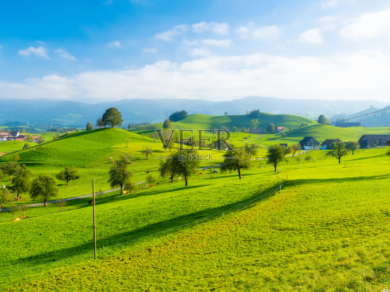 山顶上的树。日落前的风景。动物的田地和牧场。夏季农业景观。高分辨率照片。照片摄影图片