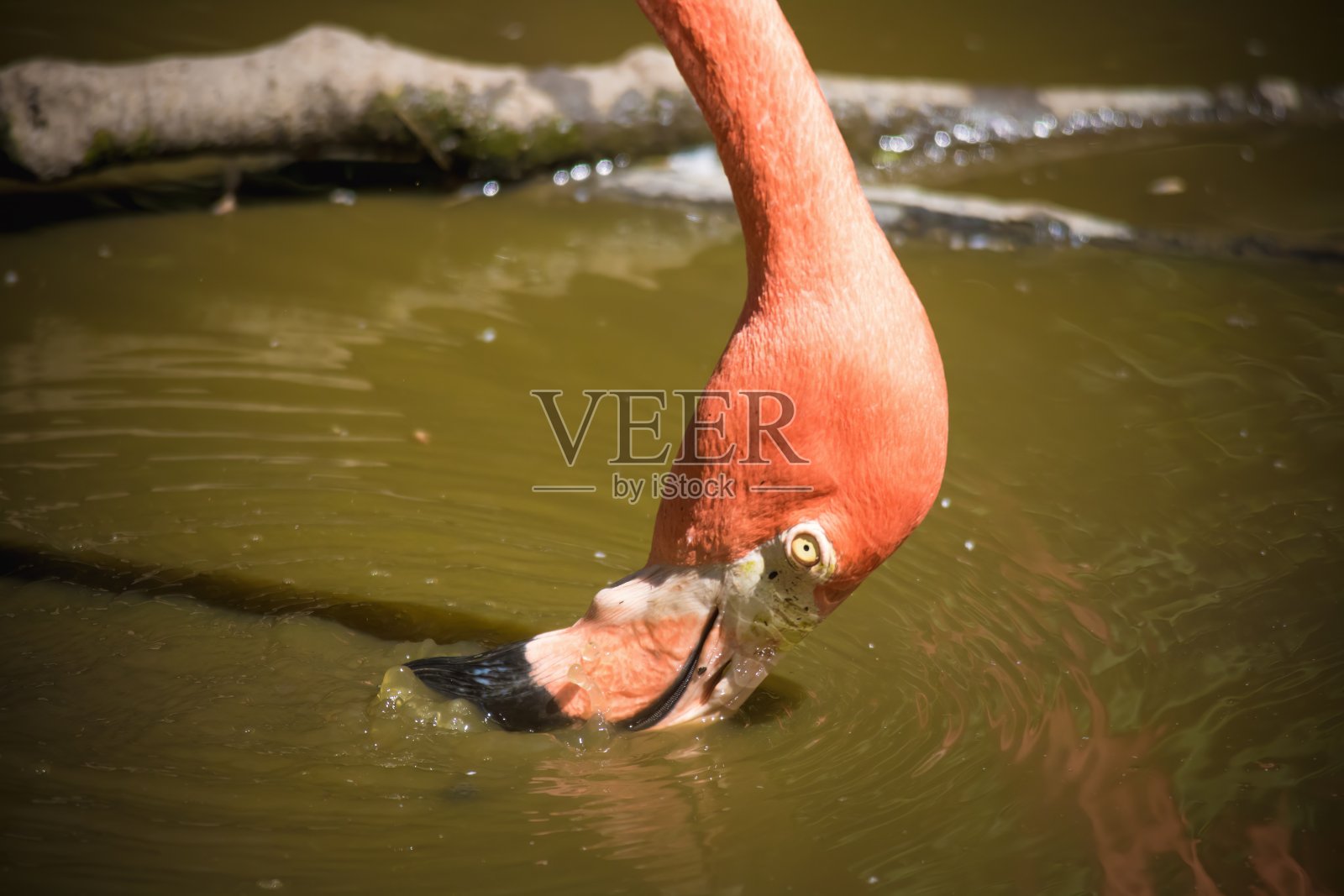 火烈鸟照片摄影图片