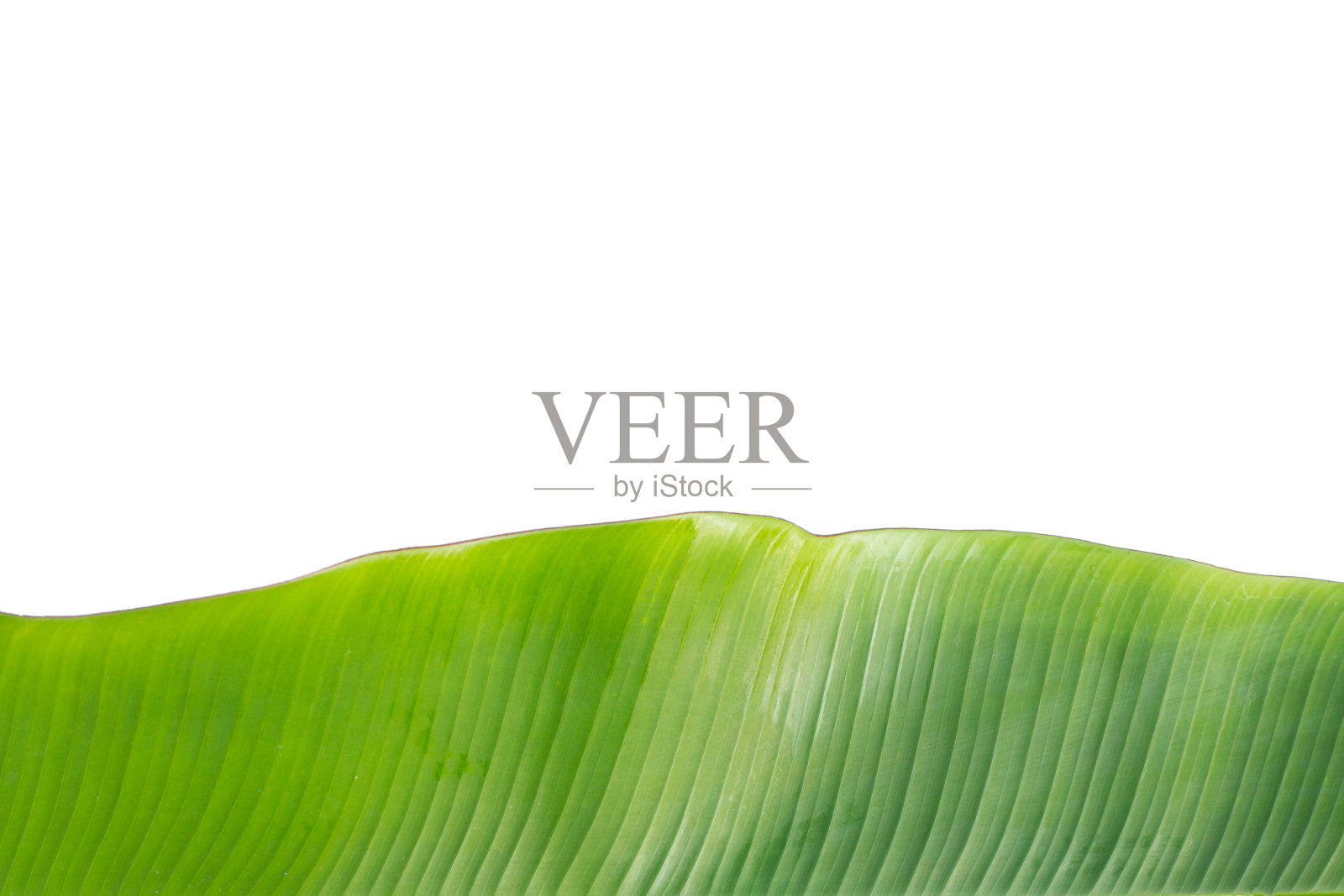 白色背景上有新鲜的香蕉叶。照片摄影图片