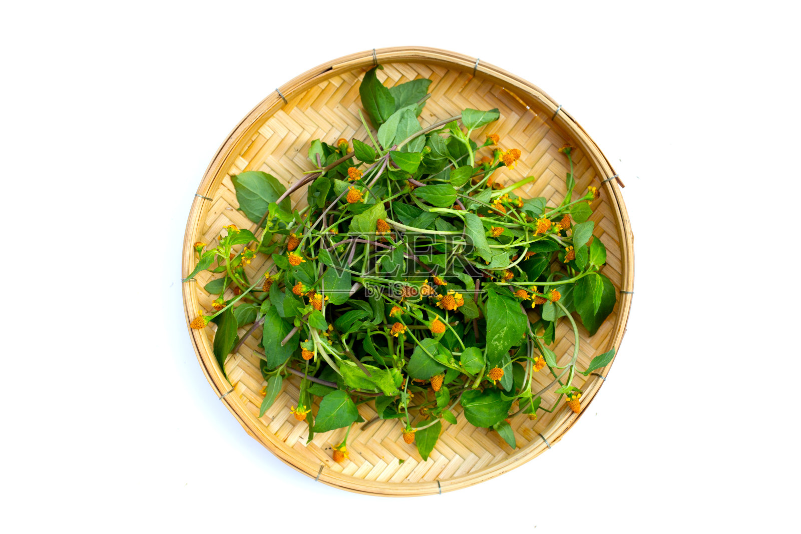 黄色花，白色底色上有甘蓝或牙痛植物的绿色叶子照片摄影图片