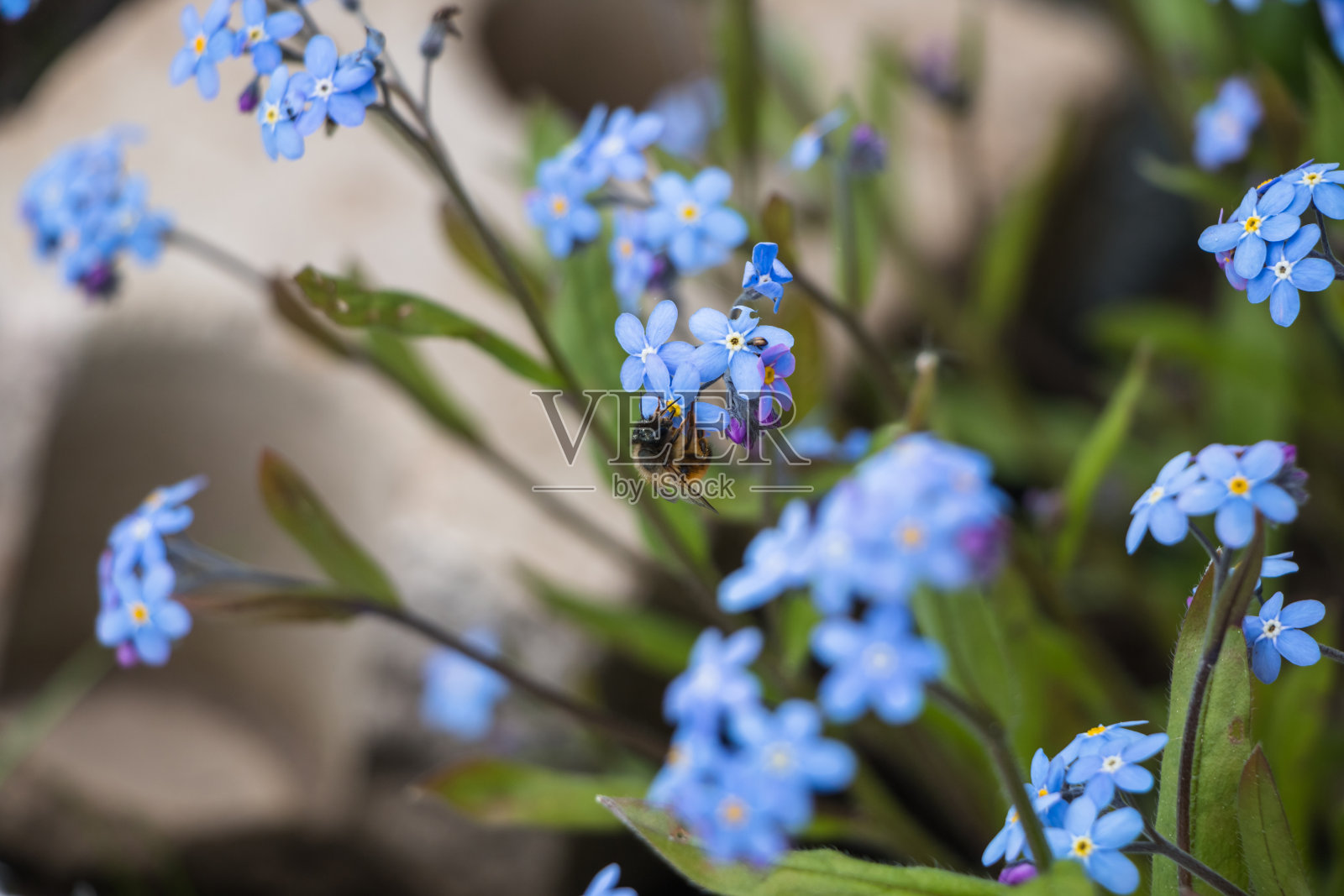 春天的花。蓝色勿忘我花特写。自然花卉背景照片摄影图片