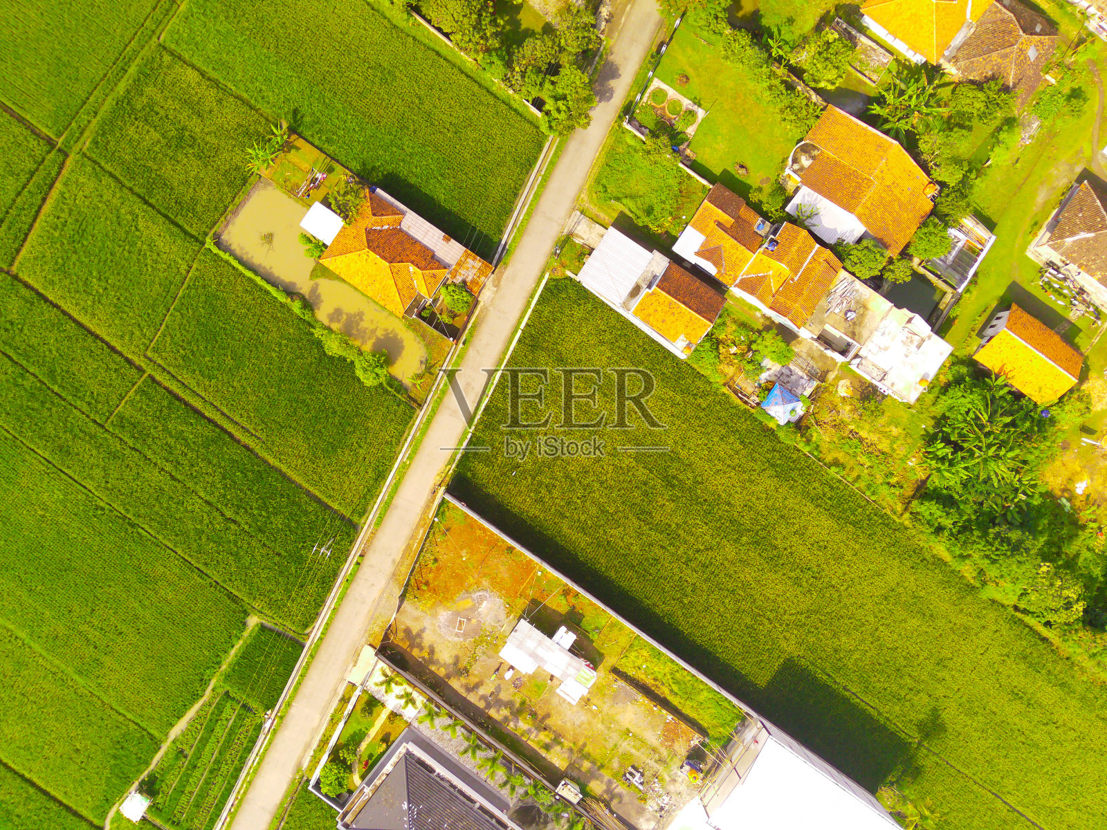 翠绿稻田中一些房屋的惊人航拍照片照片摄影图片