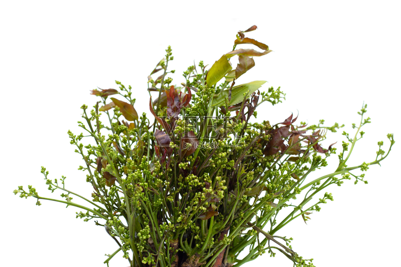 印楝树叶，白色背景上有花。照片摄影图片