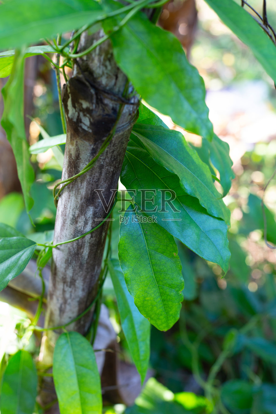 椴叶。绿叶草照片摄影图片